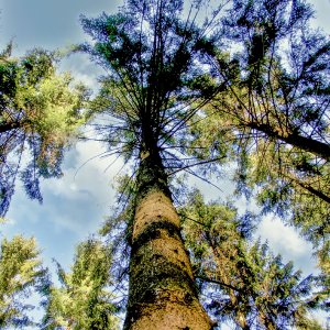 Wald...... Martina Benning